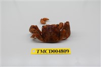 藏品(帝王仿相手蟹)的圖片